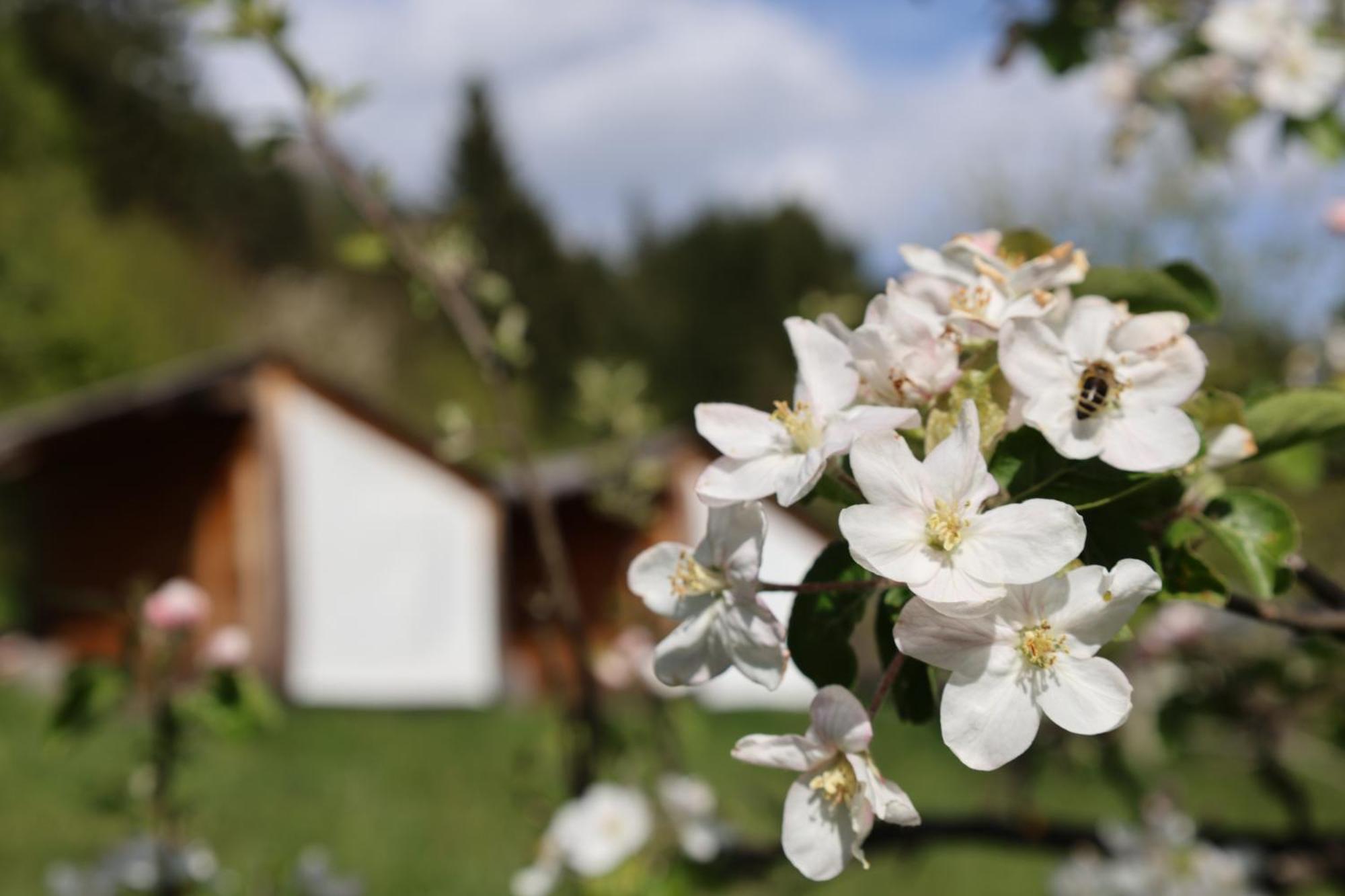 Mountain View Glamping Βίλα Dovje Εξωτερικό φωτογραφία